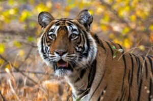 How to Plan a Wildlife Safari in India: Complete 2026 Guide