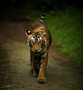 Tadoba Safari Guide 2026: Zones, Booking, Best Time & Tiger Sightings