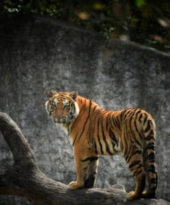 Top 7 Best Tiger Safaris in India for 2026 – Complete Wildlife Travel Guide
